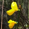 Scotch broom cytisus-scoparius