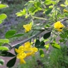 frenchbroom