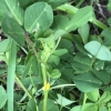 Bur clover Medicago polymorpha