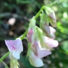 pacificpea Lathyrus vestitus var vestitus