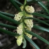 California nutmeg Torreya californica