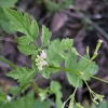 Wood sweet-cicely osmorhiza-berteroi