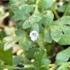 Small flowered nemophila Nemophila parviflora