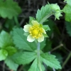 Sticky cinquefoil