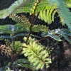 albizia-lophantha