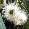 Tasmanian bluegum* (Eucalyptus globulus)