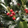 ilex-aquifolium_0