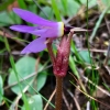 shooting star, Dodecatheon hendersonii