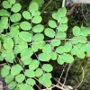 coffee fern, pellaea-andromedifolia