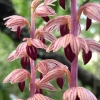 striped coralroot corallorhiza-striata