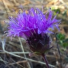 Coyote mint (Monardella villosa)