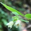 Common snowberry