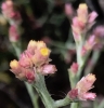 Pink cudweed pseudognaphalium-ramosissimum
