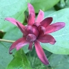 spicebush calycanthus-occidentalis