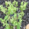 Petty spurge euphorbia-peplus