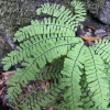 adiantum-aleuticum