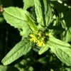 Hedgemustard sisymbrium-officinale