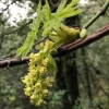 big leaf maple acer-macrophyllum