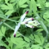 White ramping fumitory (Fumaria capreolata)