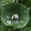 Miner's lettuce (claytonia perfoliata)