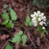 Red baneberry (Actaea rubra)