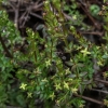 Climbing bedstraw galium-nuttallii