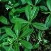 Sweet bedstraw galium-triflorum