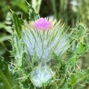 Clustered thistle cirsium-brevistylum