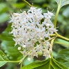 Creek dogwood cornus-sericea