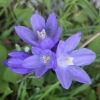 blue dicks dichelostemma-capitatus