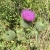 bullthistle