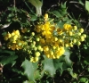 Barberry (Berberis pinnata)