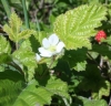 California blackberry (Rubus ursinus)