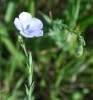 Flax (Linum bienne)