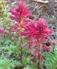 Warrior's plume (Pedicularis densiflora)