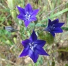 Ithuriel’s spear (Triteleia laxa)