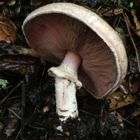 agaricus californicus