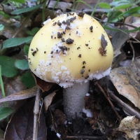 amanita gemmata