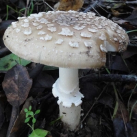 amanita pantherina