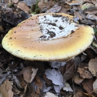 Amanita calyptroderma