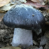 Entoloma medianox