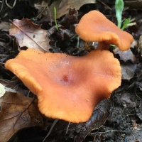 Lactarius rufulus