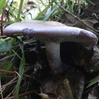 clitocybe nuda