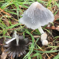 Coprinopsis lagopus