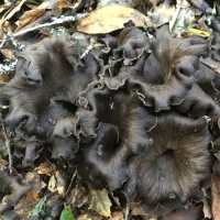 craterellus calicornucopioides