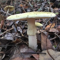 Amanita phalloides