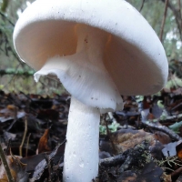 Amanita bisporigera