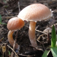 galerina marginata