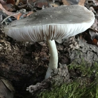 Amanita constricta