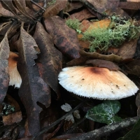 Lepiota magnispora